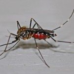 Cómo prevenir la proliferación de mosquitos