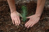 Plantar árboles nos hace felices (y en Villa del Rey lo saben)